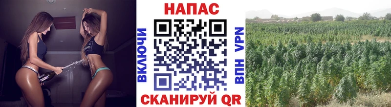 блэк спрут зеркало  Балтийск  Конопля ГИДРОПОН 
